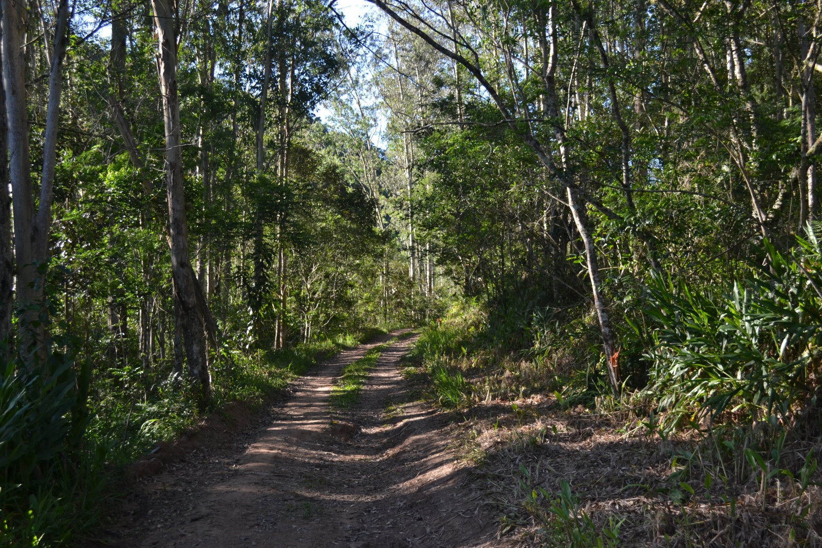 DSC 0004
