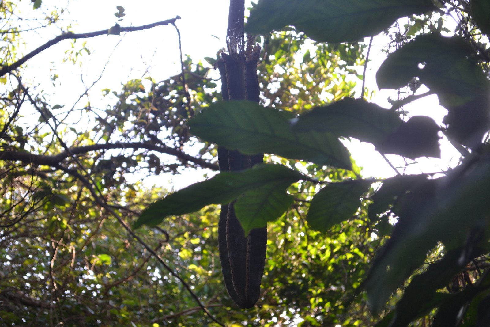 DSC 0019
