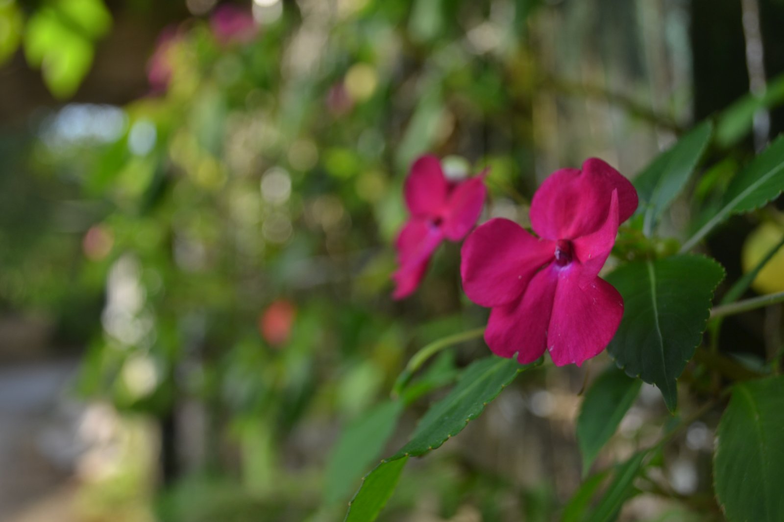 DSC 0034