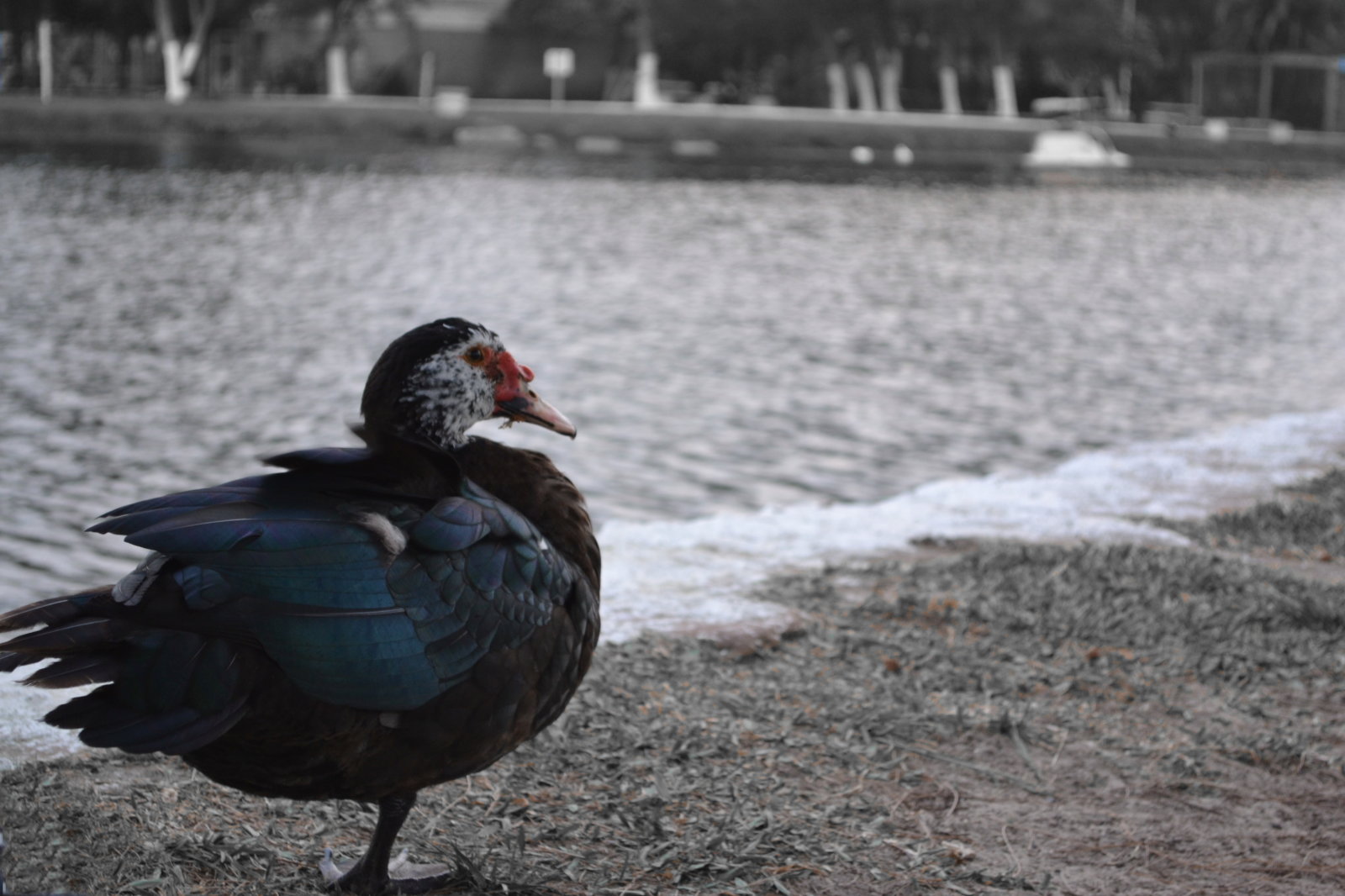 DSC 0105-
