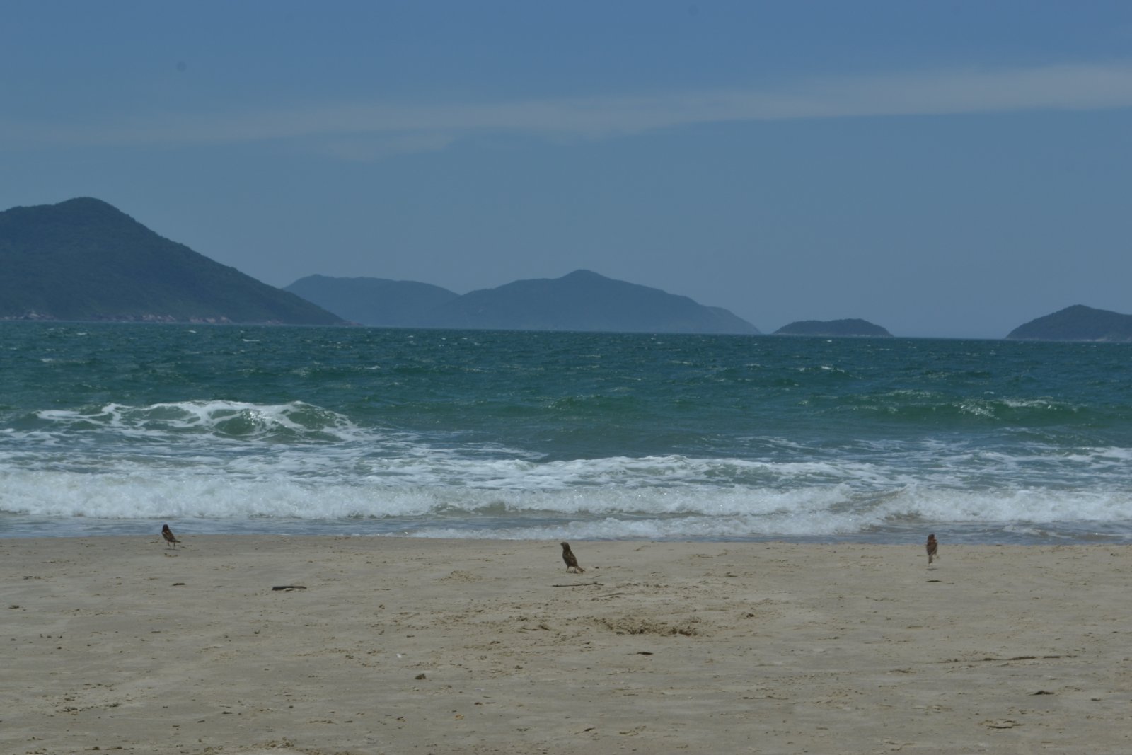 DSC 0130