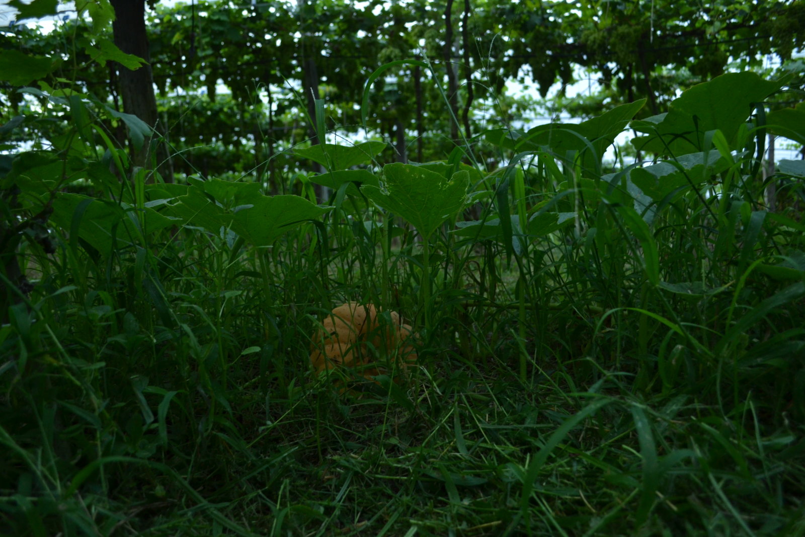 DSC 0225