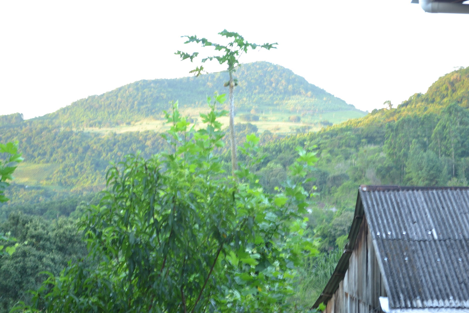 DSC 0254
