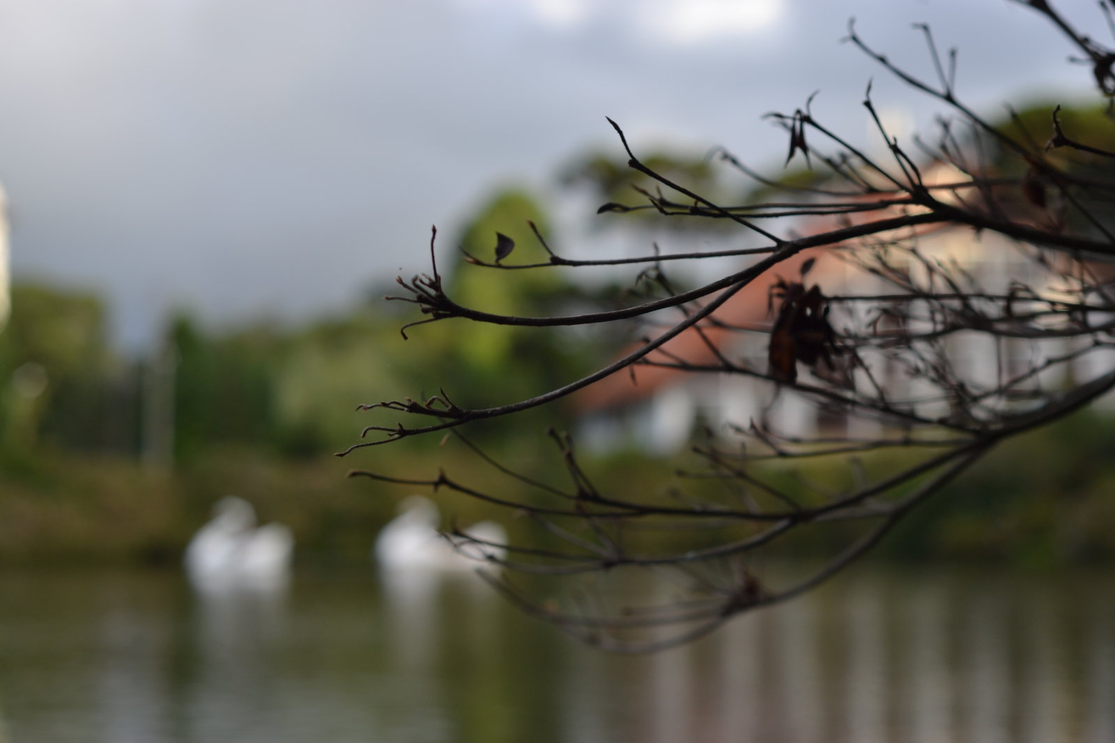 DSC 0549